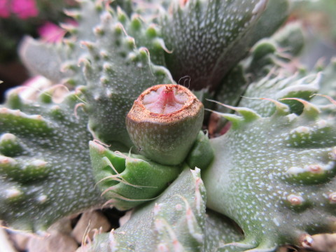 多肉植物フォーカリアの実 あるまじろの庭 多肉植物フォーカリアの実 あるまじろの庭
