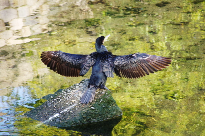 今週の夙川鳥散歩 猫camera鳥カメラ ちょっと旅かめら