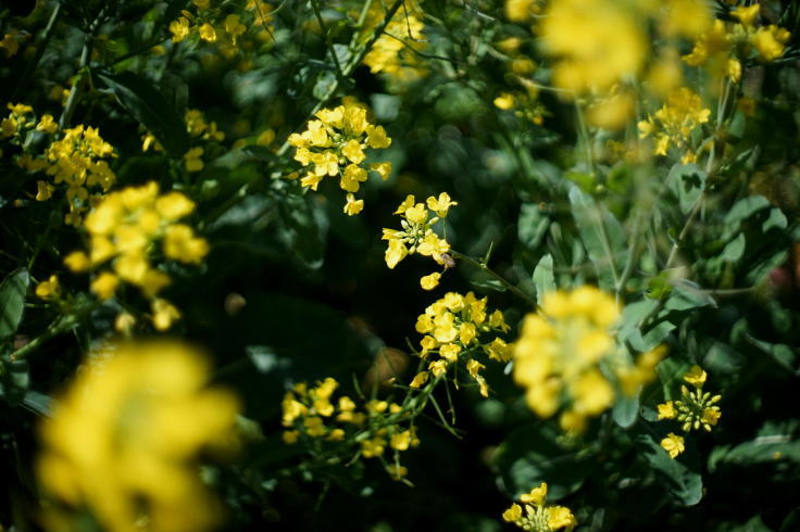 菜ノハナの花咲く畑で #3_b0060239_14443869.jpg