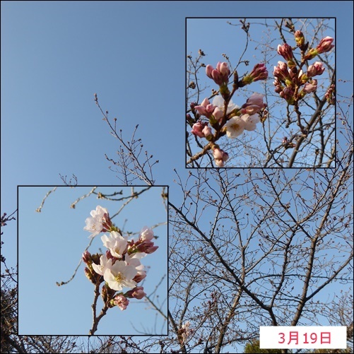 春_c0128342_08421331.jpg