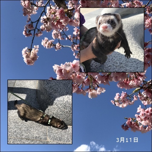 春_c0128342_08421848.jpg