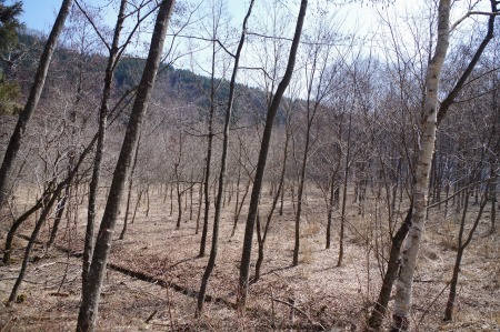 松川入財産区 樹を見に行ってきました。_f0114346_07065167.jpg