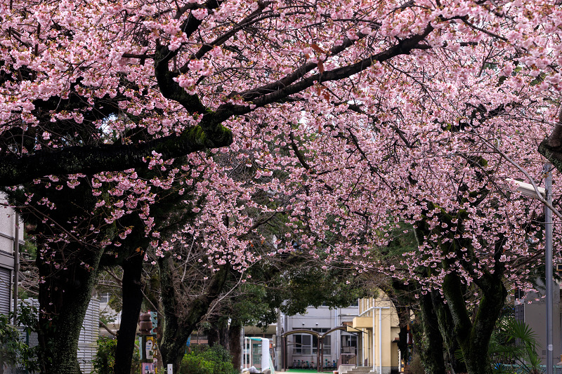Prologue 桜咲く京都 卒業式を彩る桜 南浜小学校 花景色 K W C Photoblog Prologue 桜咲く京都 卒業式を彩る桜 南浜小学校 花景色 K W C Photoblog