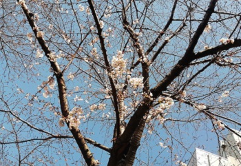 ソメイヨシノ_a0061057_2402388.jpg