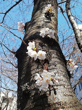 ソメイヨシノ_a0061057_2404884.jpg