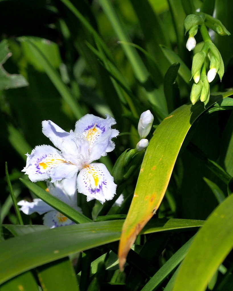 春爛漫のガーデンで 花々_c0305565_17391206.jpg
