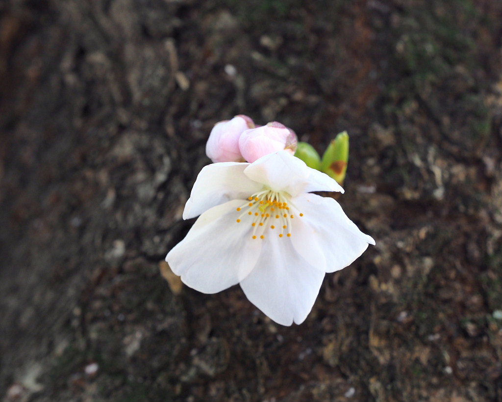 春爛漫のガーデンで 花々_c0305565_17404366.jpg