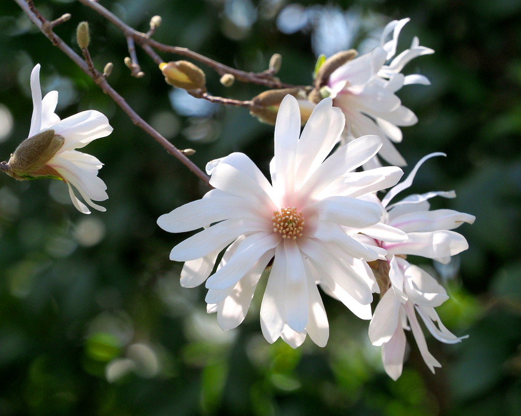 春爛漫のガーデンで 花々_c0305565_17410540.jpg