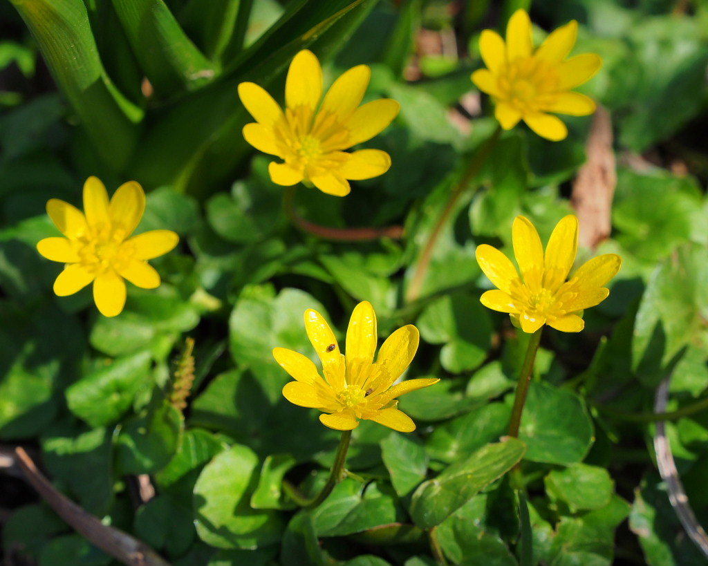 春爛漫のガーデンで 花々_c0305565_17421575.jpg