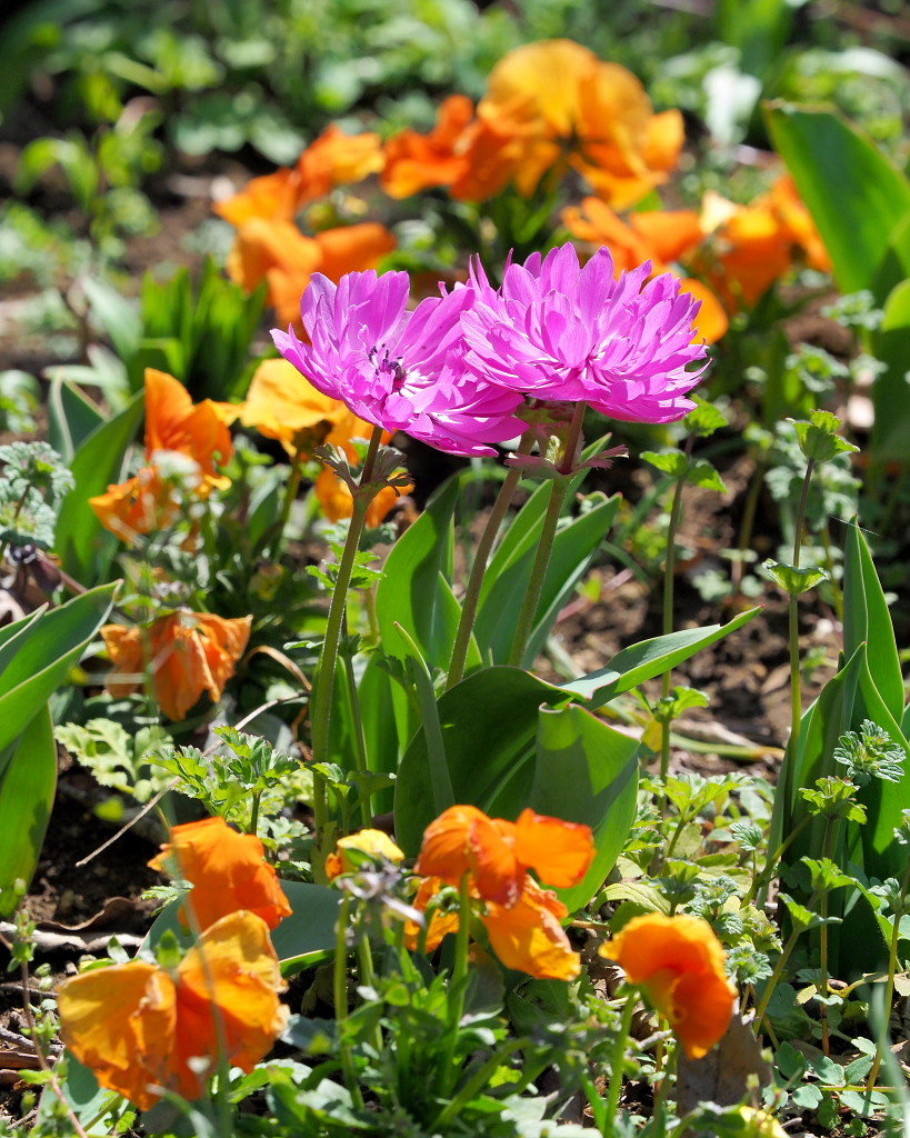 春爛漫のガーデンで 花々_c0305565_17423202.jpg
