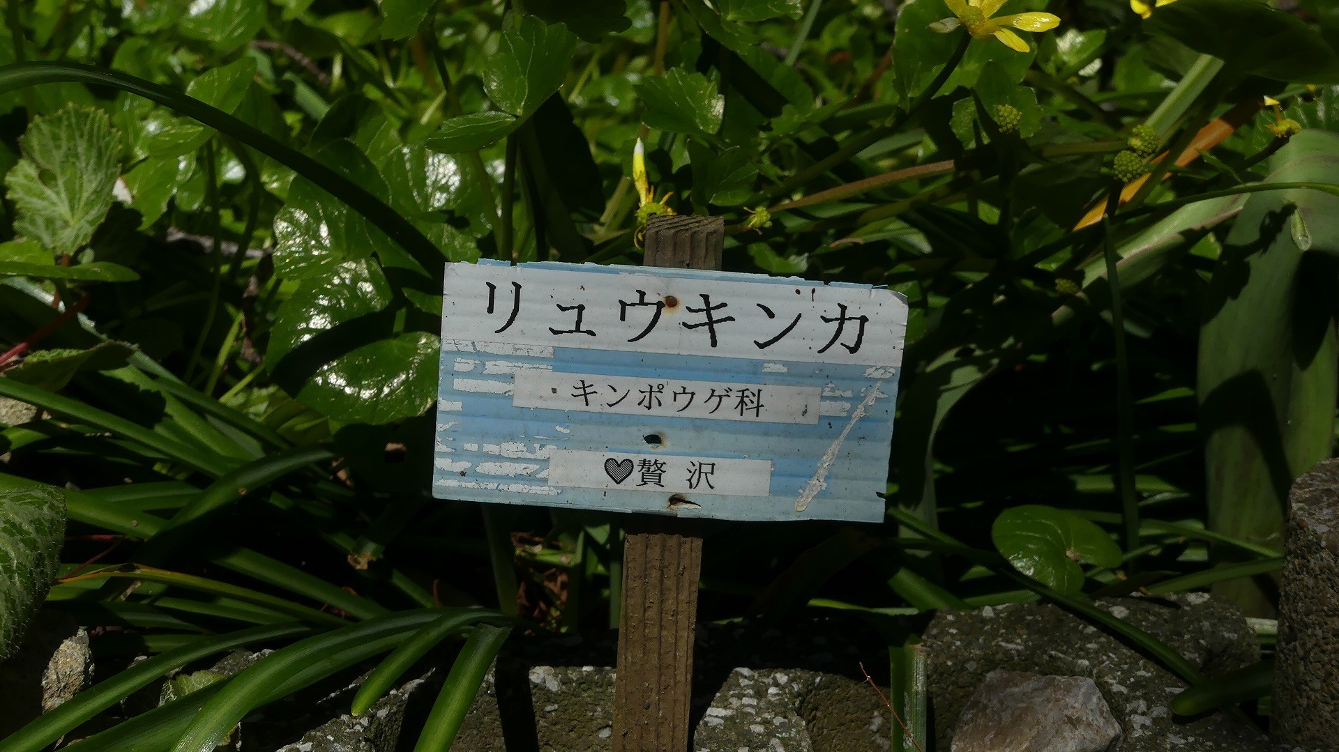 春の声 【 2020 3/20(金) 】_a0185081_23532260.jpg