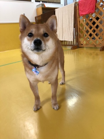 トレーニングブログ_f0357682_12465154.jpeg