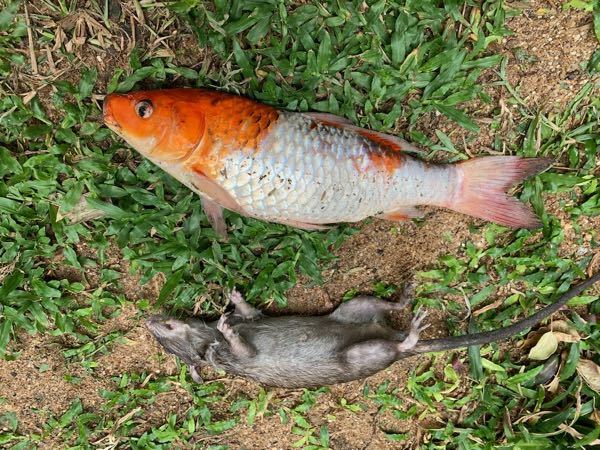 判明しました 池の鯉失踪の犯人 サキさんのチェンマイ日記