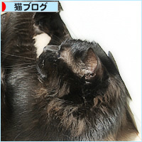 あちちの黒猫_a0389088_03404753.jpg