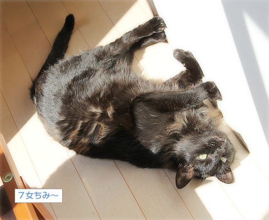 あちちの黒猫_a0389088_03404784.jpg