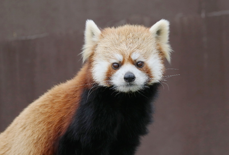 かわいい三男仁 レサパン日和