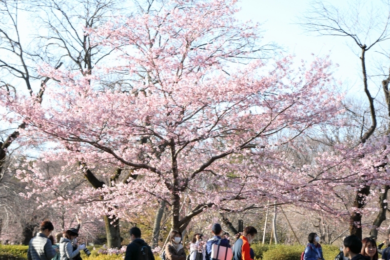 神代植物公園の神代曙 ジンダイアケボノ は満開となりました 旅プラスの日記 神代植物公園の神代曙 ジンダイアケボノ は満開となりました 旅プラスの日記