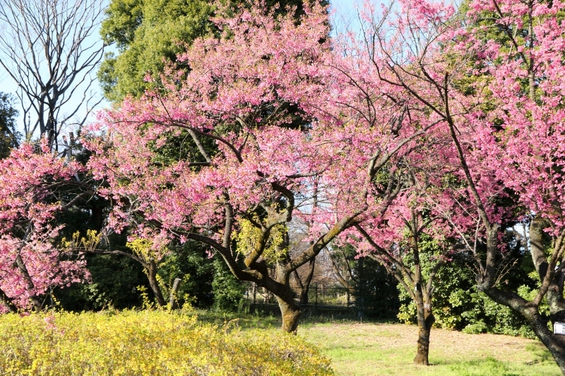 神代植物公園の神代曙 ジンダイアケボノ は満開となりました 旅プラスの日記