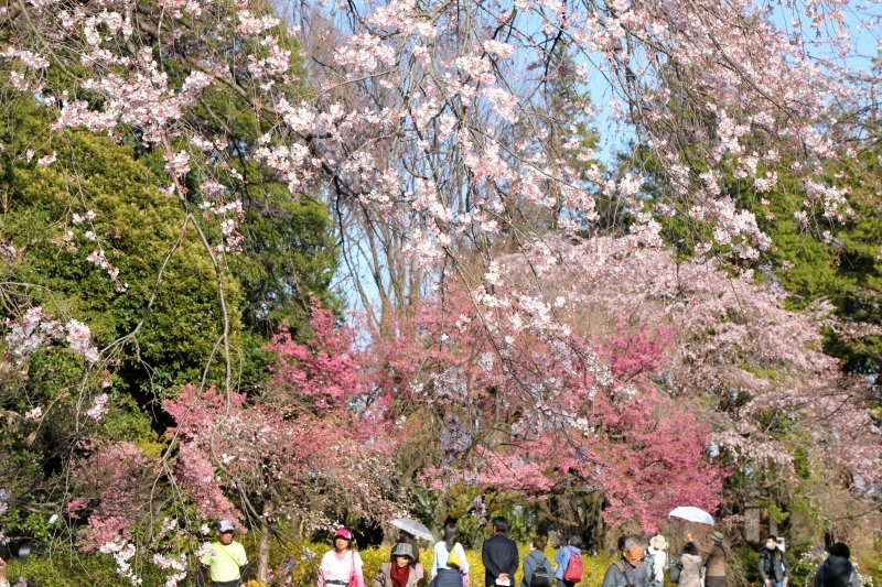 神代植物公園の神代曙 ジンダイアケボノ は満開となりました 旅プラスの日記 神代植物公園の神代曙 ジンダイアケボノ は満開となりました 旅プラスの日記