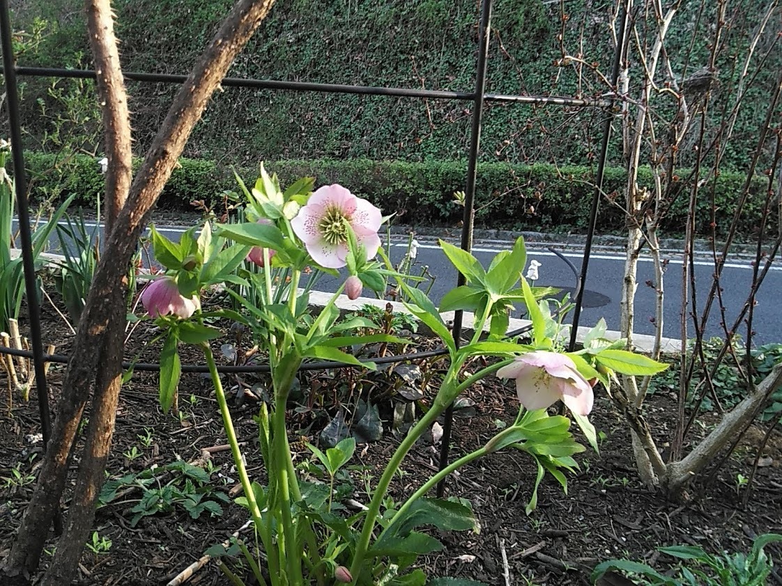 たまには書こう自分の庭･････クリスマスローズの季節_b0331802_01035841.jpg