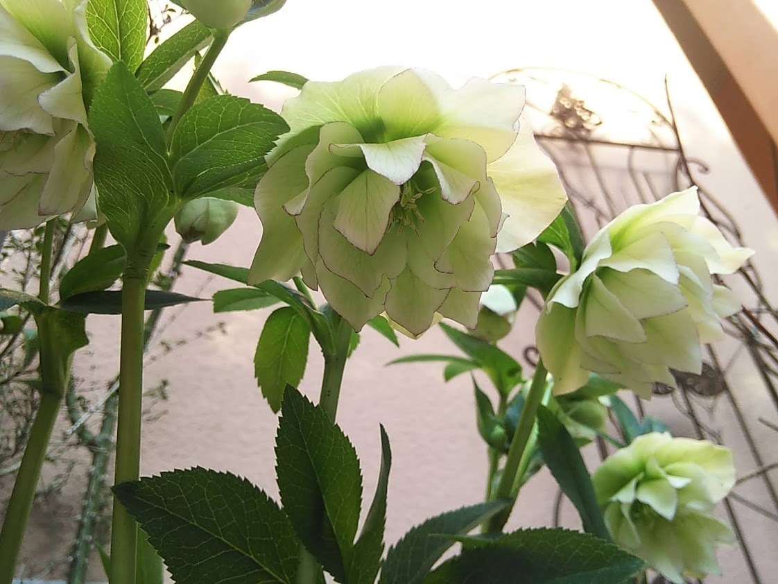 たまには書こう自分の庭･････クリスマスローズの季節_b0331802_01035893.jpg
