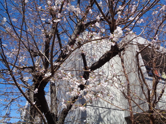 桜の開花と外ごはん事始めめ2020の巻。_e0358504_07112836.jpg