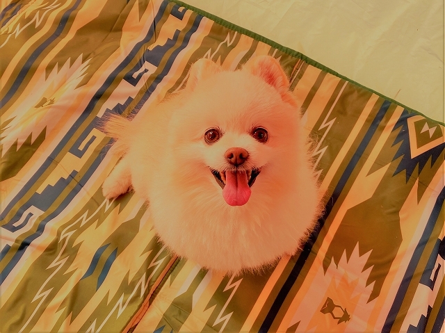 勇気を振り絞る_d0360206_00302139.jpg