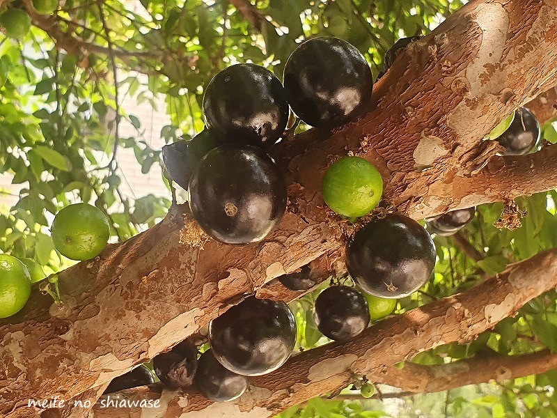 ジャボチカバ B 10年 実付き経験あり ジャボチカバ B 10年 実付き経験