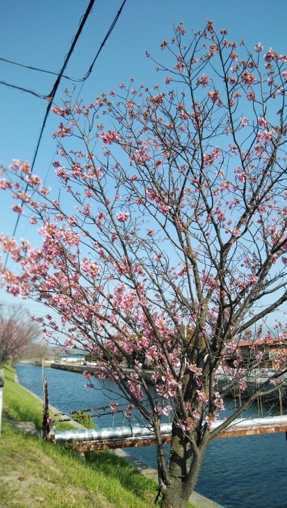 クラレ西条の南、川沿いの陽光桜が6分咲き見頃…2020/3/21_f0231709_21181169.jpg