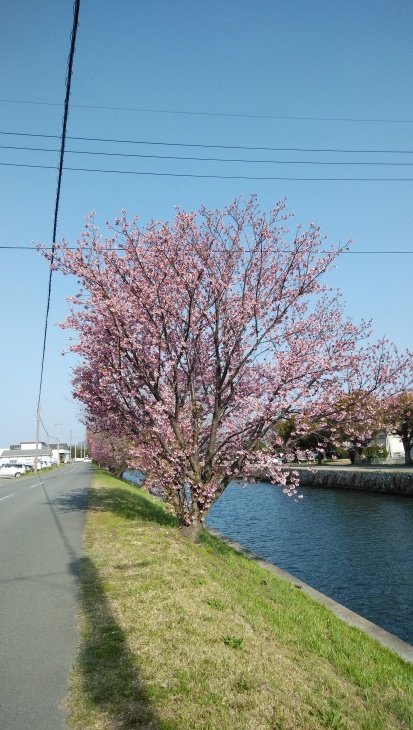 クラレ西条の南、川沿いの陽光桜が6分咲き見頃…2020/3/21_f0231709_21193160.jpg