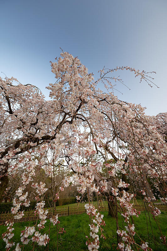 2020桜巡り@御所 近衛邸跡の糸桜_f0032011_17041311.jpg