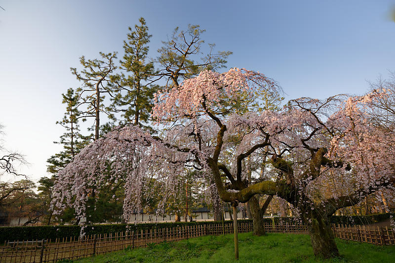 2020桜巡り@御所 近衛邸跡の糸桜_f0032011_17041350.jpg