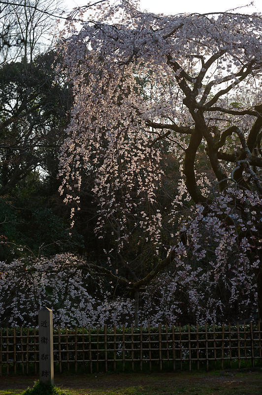 2020桜巡り@御所 近衛邸跡の糸桜_f0032011_17041445.jpg