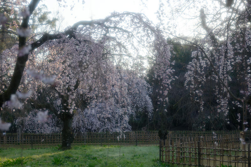 2020桜巡り@御所 近衛邸跡の糸桜_f0032011_17041447.jpg
