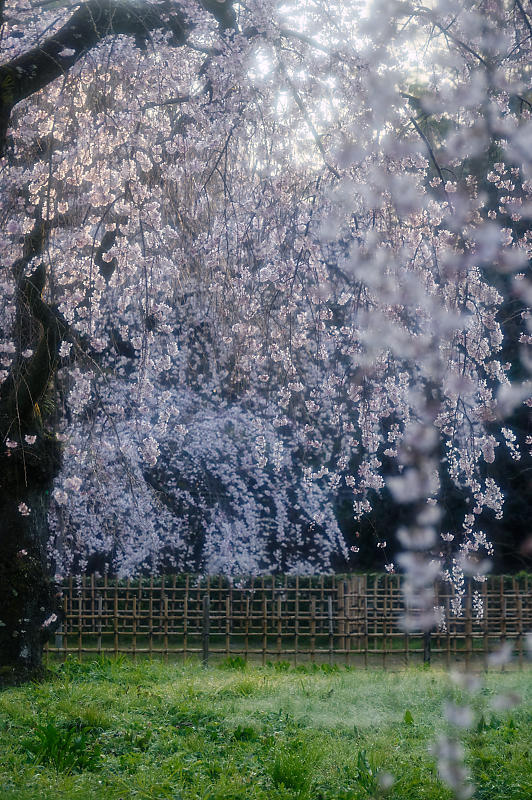 2020桜巡り@御所 近衛邸跡の糸桜_f0032011_17041473.jpg