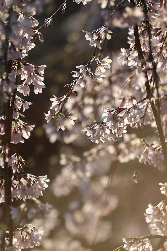 2020桜巡り@御所 近衛邸跡の糸桜_f0032011_17085455.jpg