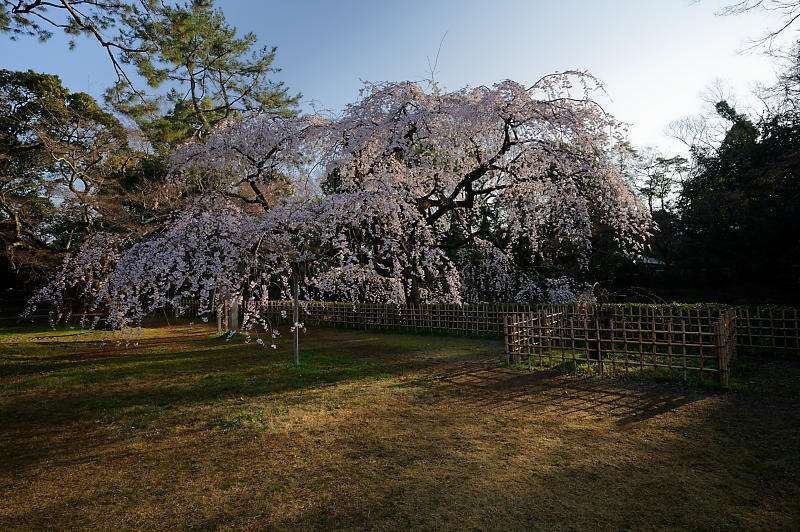 2020桜巡り@御所 近衛邸跡の糸桜_f0032011_17182482.jpg