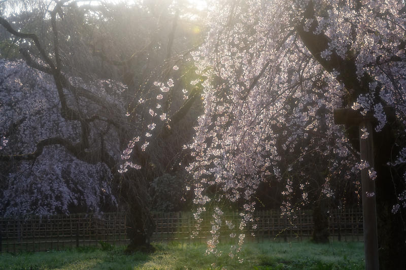 2020桜巡り@御所 近衛邸跡の糸桜_f0032011_17220435.jpg