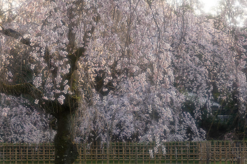 2020桜巡り@御所 近衛邸跡の糸桜_f0032011_17220486.jpg