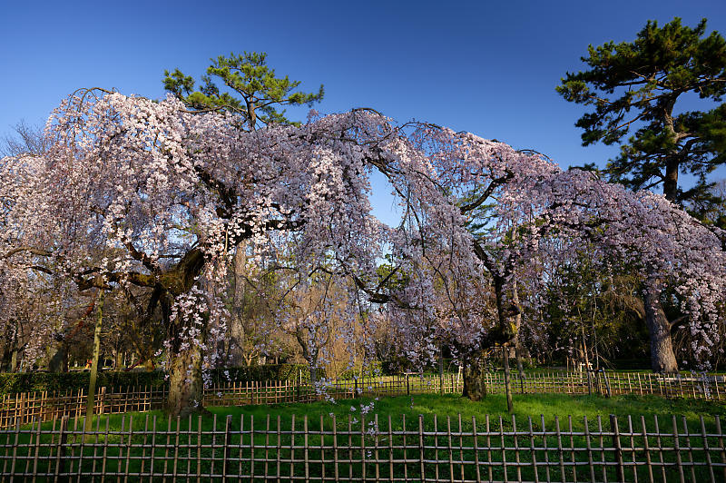 2020桜巡り@御所 近衛邸跡の糸桜_f0032011_17220538.jpg