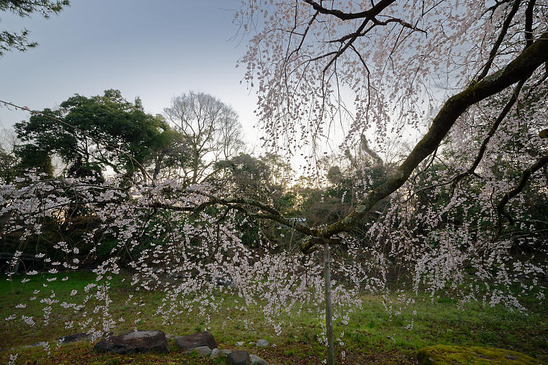 2020桜巡り@御所 近衛邸跡の糸桜_f0032011_17305864.jpg