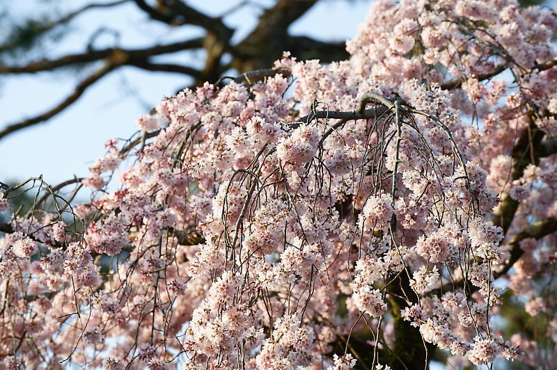 2020桜巡り@御所 近衛邸跡の糸桜_f0032011_17553310.jpg