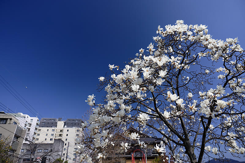 白木蓮@五条大橋_f0032011_19535865.jpg