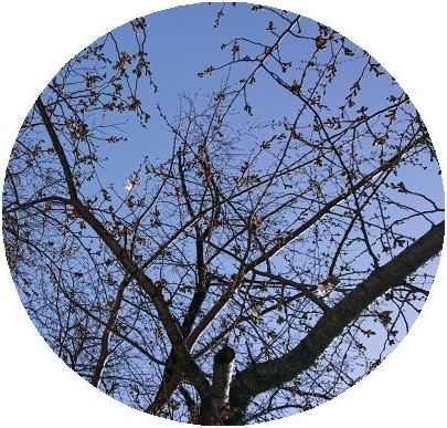 RoCoCoはお休みですが、古本市開催中!_f0223914_12043935.jpg