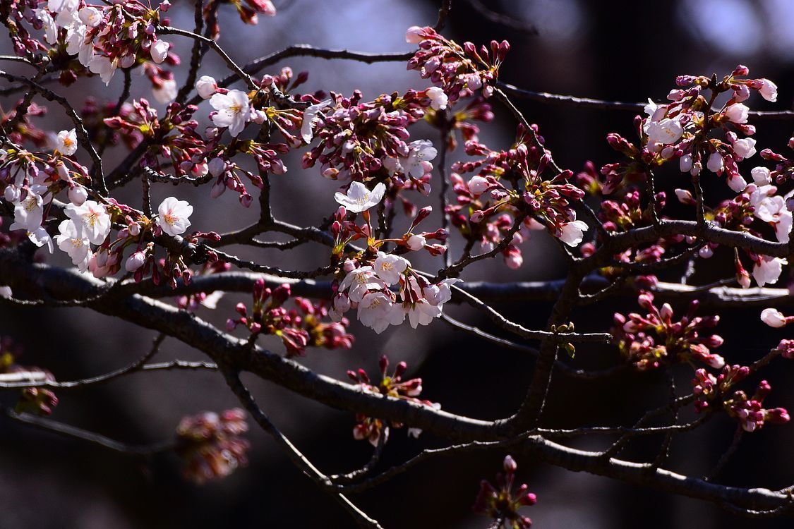多々良沼の「桜」は間もなく爆発的開花！になるでしょう♪_a0031821_08283437.jpg