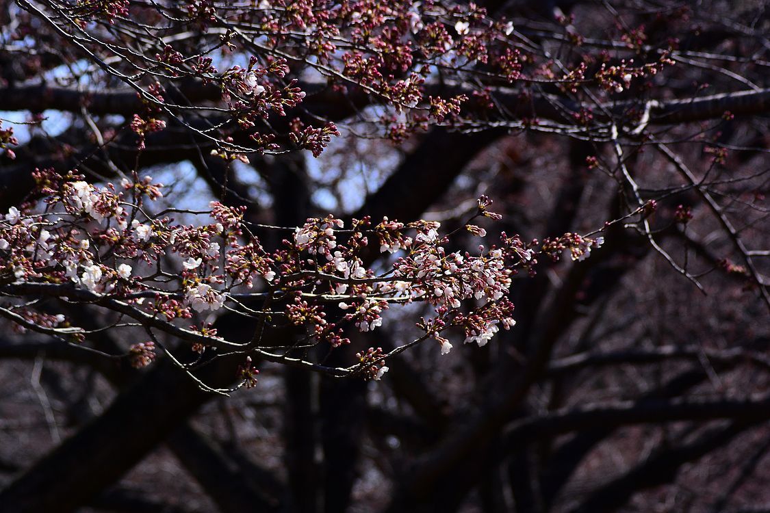 多々良沼の「桜」は間もなく爆発的開花！になるでしょう♪_a0031821_08334670.jpg