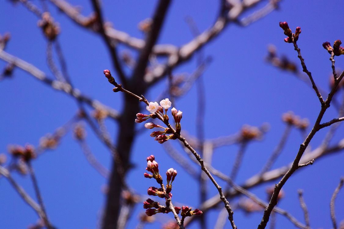 多々良沼の「桜」は間もなく爆発的開花！になるでしょう♪_a0031821_08342770.jpg