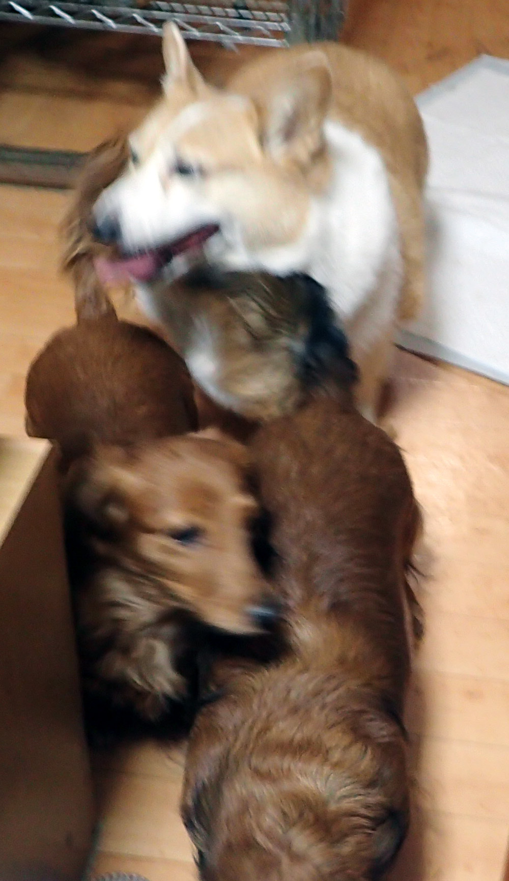 今のところ我が家の犬と猫たちは平和です 年3月日 金 釣り好き昌ちゃんの釣り日誌 今のところ我が家の犬と猫たちは平和です 年3月日 金 釣り好き昌ちゃんの釣り日誌