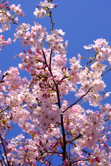 「2020年桜開花」_a0000029_22300527.jpg