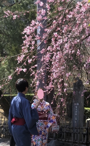 桜が咲き始めました〜🌸_a0197730_13210198.jpeg